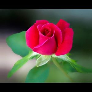 Meet your Posher, Sylvia